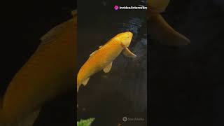 False Facts You Thought Were True! 2024