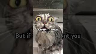 DONT LOOK BEHIND YOU!!!! #helpmemakethismakesense #cuteanimal #amnewbutnottheleast #cats #cat #memes