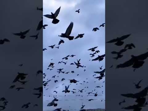 Hydrabad city metro #trending #train #metroplaza #odisha #hyderabad