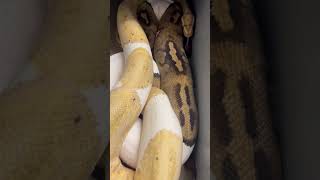 Pythons Breeding! 🤩💥🐍 #ballpython #piedballpython #clownballpython #bananaballpython