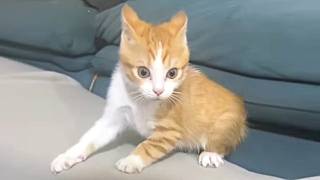 Cats with an aggressive aura