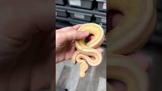 Banana Genetic Stripe Female 🤩 #geneticstripeballpython #Ballpython #petsnake