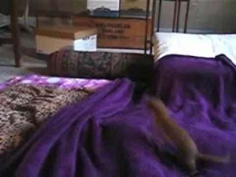 House weasel war dance in slow motion