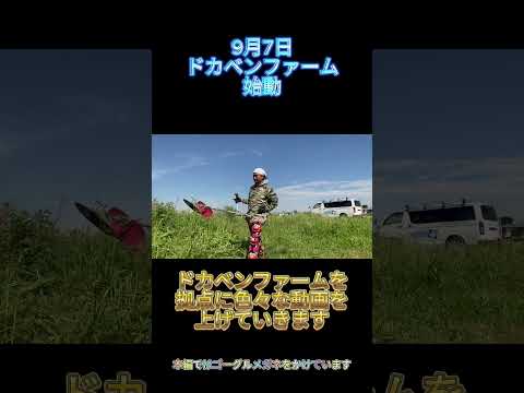 #畑#ドカベン #shorts #草刈り#shorts