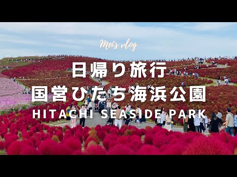 (CC) Japan Vlog｜Kanto Excursion to National Hitachi Seaside Park, Where Kochia Colours Change
