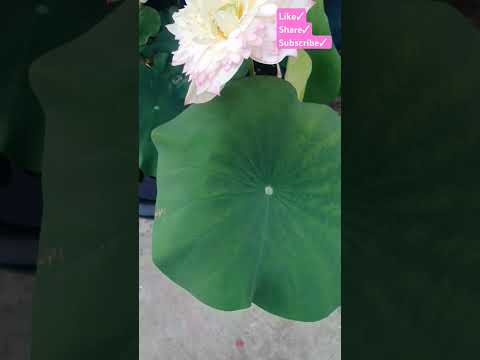 Beautiful Lotus Flower #lotus #akhilalotus #chadbagan #flowers #youtubeshorts #shorts #viralvideo