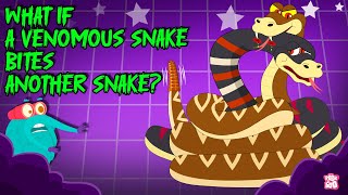 Deadliest Battle | Rattle Snake vs Cobra | What Happens If a Venomous Snake Bites Another Snake?