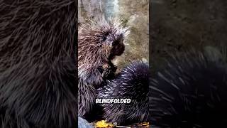 Prickly Love: The Hilarious Hazards of Porcupine Courtship #parody #animals #naturecomedy