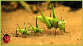 The Grasshopper Who Didn't Know How To Leap | Minuscule 🍃 40' Compilation
