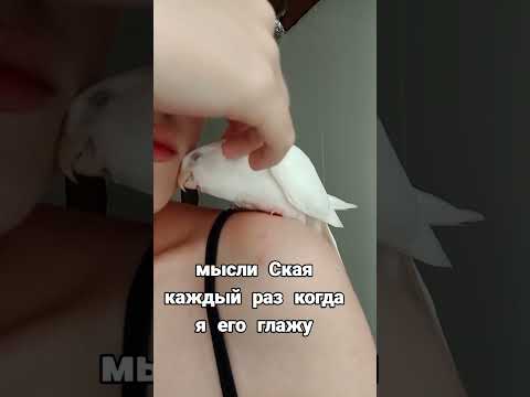 #птицы #юмор #смешныепопугаиговорящие #прикол #попугаи #животные #корелла