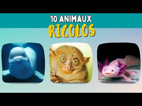 10 animaux rigolos 😁😄 par Zou les z'enfants