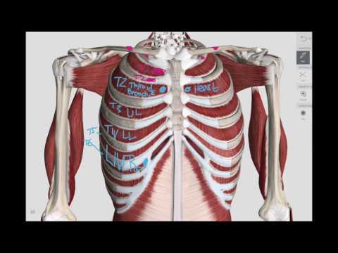 Chapman Points COMLEX | HIGH YIELD | 3D