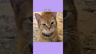 Where Are The Famous Cat Memes Now?💔🕊️ (ThenVsNow) #shorts