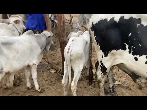 How to get your Best Quality Breed From Buipe livestock market!