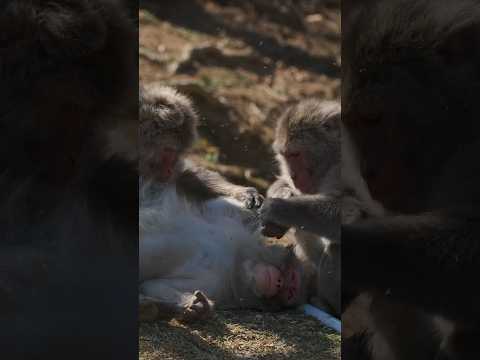 An afternoon at the Monkey Park. #arashiyama #macaque #fujifilm  #japantravel