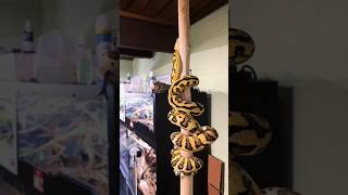 Amazing Carpet Python Up Close | Stunning Yellow & Black Morph #shortvideo #python #snake