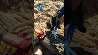 Rescue of Seal Entangled In Rope #shorts
