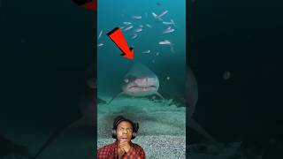 😱 Shark Attached!.. Don't skip