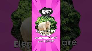 Daily Fun Facts: Did You Know This? #didyouknow #learnwithus #kidsfacts #amazingfacts #funlearning
