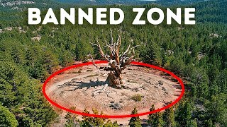 The Oldest Tree on Earth Is Kept Hidden in the U.S. But Why