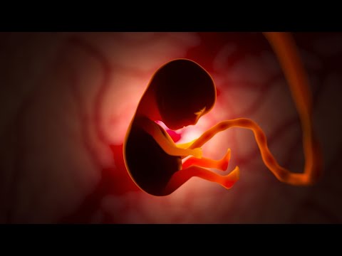 "From Zygote to Newborn: The Miraculous Odyssey of Embryo Development | Science for All"