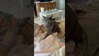 Why cats make biscuits! #cat #foryou