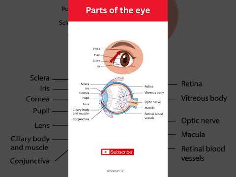 Parts of the Eye Explained! 👁️