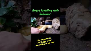 Angry Python! Breeding Male Behavior