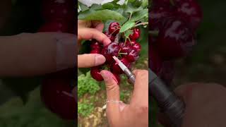 Best Fruits for Common Health Problems 🍎🍍 #FruitBenefits #NaturalRemedies #FoodAsMedicine