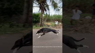 Kolhapur dog race 🚀😱 || kolhapur dog racing / dog race maharashtra || #shorts #arfyads