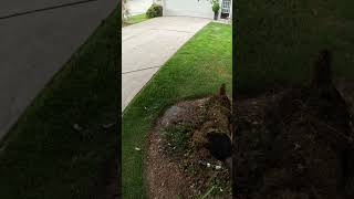 I ALWAYS PET the lucky Dog on my Trash Route #satisfying #garbagecollection #garbage #Lucky #dog