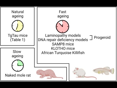 What accelerated ageing teaches us about Alzheimer’s and tauopathies