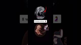 8 weeks at fetus #babyusg #baby #ultrasound #babyultrasound #pregnant #pregnancyscan #babyscan