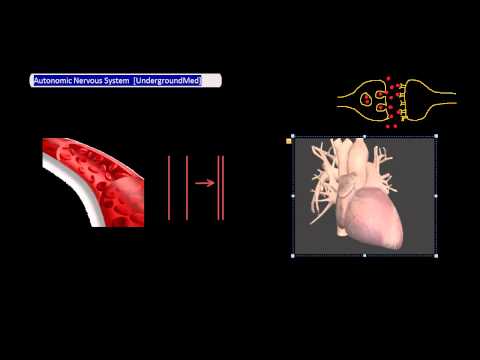Autonomic Nervous System [UndergroundMed]