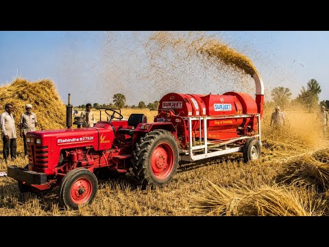 Mahindra 275 Tractor with Surjeet Thresher Paddy Harvesting