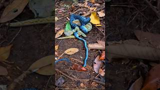 Rainforest Encounter, Con Dao Vietnam- Part 2 #learningmadefun #behindthescenes #herptology #snake