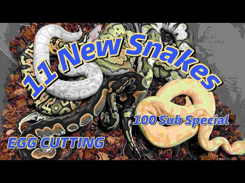 11 New Snakes Plus Egg Cutting! 100 Subscriber Special!