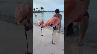 Flamingo Beach🦩