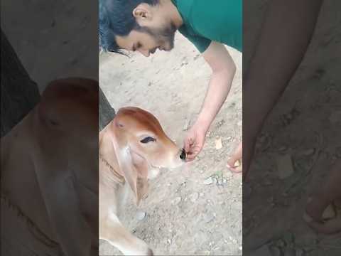 in bejuban ko bhi Kuchh Khila diya Karo 😊🥰♥️ #viral #love #trending #animals #trendingshorts #trend
