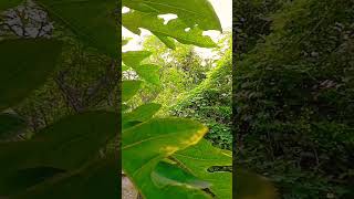 #jagannath #odiamedia #puri #shortfeed #shortsvideo #newschannel #news #shorts #short #laxmi #maa