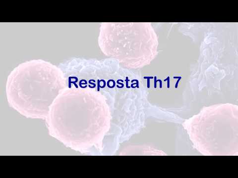 Th17 e TCD8+ (CTL)