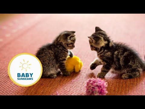 Let's Learn Pets | First Words | Baby Learning Video | BABY SUNBEAMS ©