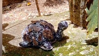 ചിരട്ട കൊണ്ട് ഒരു ആമ ഉണ്ടാക്കാം 🐢#5minutecraft#/#craft #kerala# #art #clay #youtubeshort #shorts #yt