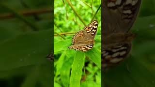 nature is a good source of meditation 🤗 #environment #insects #nature #savethenature