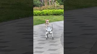 "The Adventures of #robotdog #robot #nextgenai #robotics #ai #robotmoves #shorts