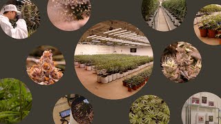 Seed to Sale: Inside Flower of Life’s Living Soil Cannabis Grow & Retail Experience 🌿