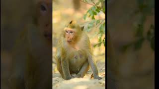 #growyouryoutubechannel #howtogrowyournewyoutubechannel #growyouryoutubechanneltips  #babyanimal