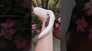 Beautiful❤️ #ballpython #ballpythons #shorts #animals #reptiles #morph #piedballpython