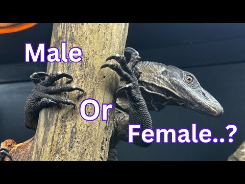 Sexing my roughneck monitor lizard!