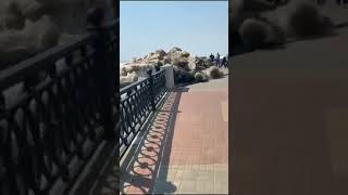 Video via @nationaldestination #shorts